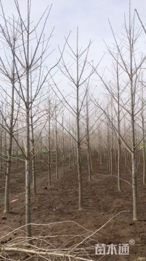5公分银杏