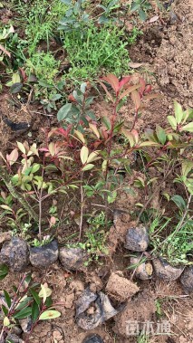 高度50厘米红叶石楠小苗