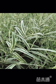 高度40厘米花叶芦竹