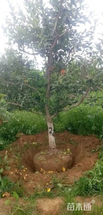 15公分柿树