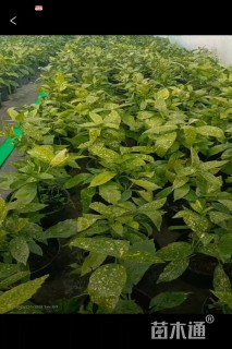 高度30厘米洒金珊瑚