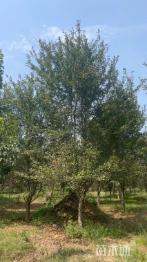 12公分绚丽海棠