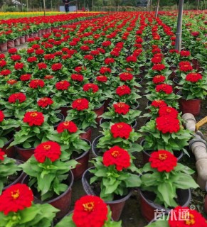 高度25厘米百日草