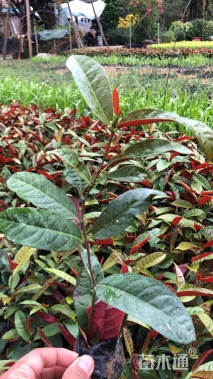 高度15厘米红背桂