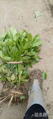 高度20厘米八角金盘