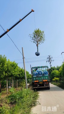 12公分金叶白蜡