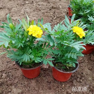 高度20厘米孔雀草