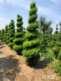 高度400厘米蜀桧