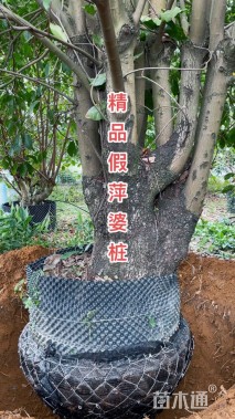 30公分假苹婆