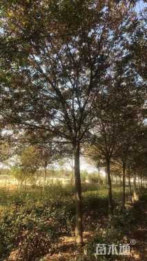 10公分榉树