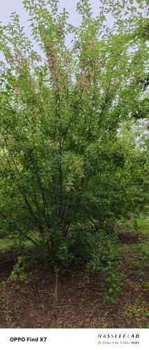 高度600厘米丛生茶条槭