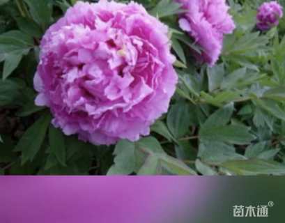 高度45厘米牡丹