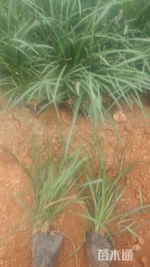 高度25厘米沿阶草