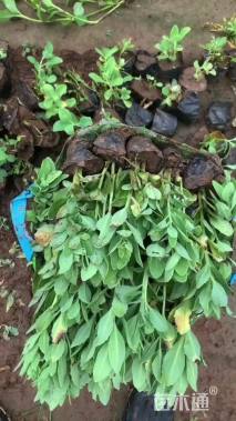 高度20厘米八宝景天