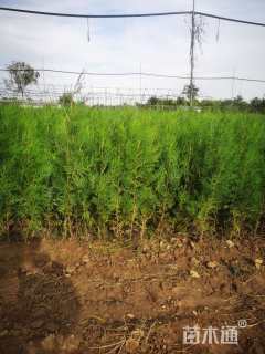 高度80厘米侧柏