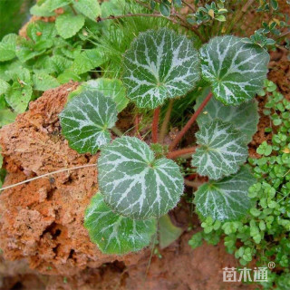 高度15厘米虎耳草