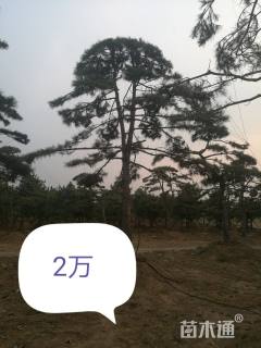 25公分造型松