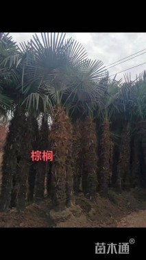 裸干高300厘米棕榈