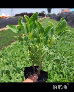 高度20厘米八宝景天