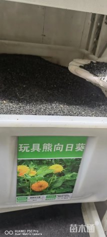 玩具熊向日葵种子向日葵种子