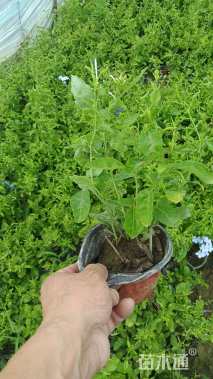 高度20厘米蓝雪花