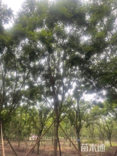 20公分蓝花楹