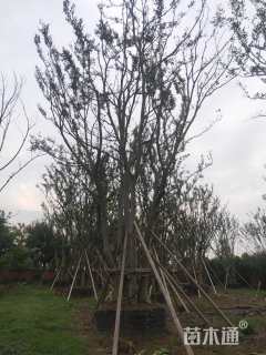 20公分(5杆)丛生朴树
