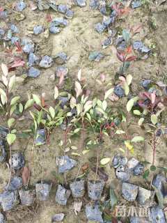 高度45厘米红叶石楠小苗