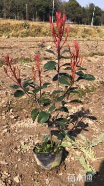 高度40厘米红叶石楠小苗