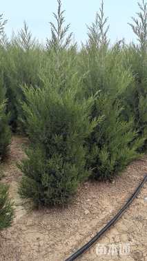 高度190厘米塔柏