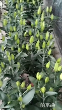 高度45厘米百合