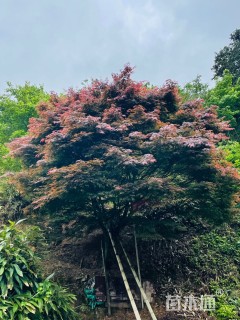 22公分红枫