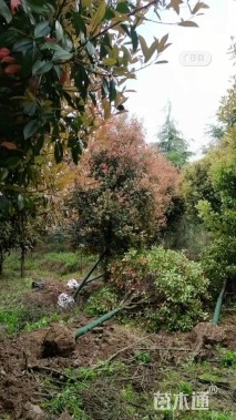 12公分红叶石楠