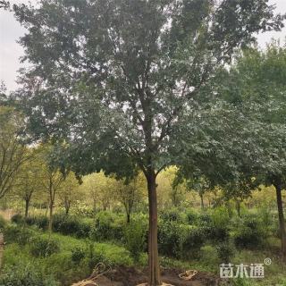 10公分榔榆