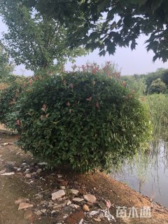 冠幅300厘米红叶石楠球