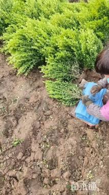 高度40厘米瓜子黄杨