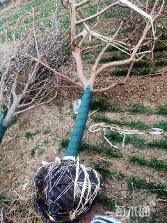 高度300厘米桢桐