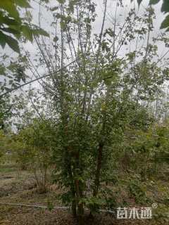 11公分金叶复叶槭