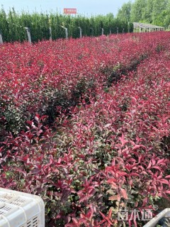 1公分紫叶矮樱