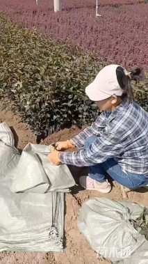 高度40厘米紫叶风箱果