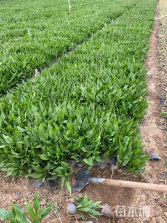 高度15厘米旋风玉簪