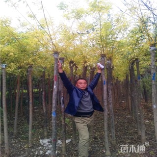 5公分金枝槐