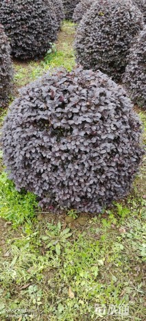 冠幅2厘米红花继木球