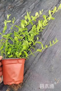 30厘米细叶扶芳藤