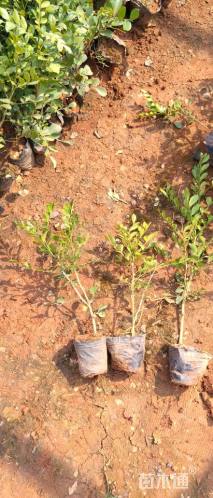 高度20厘米日香桂