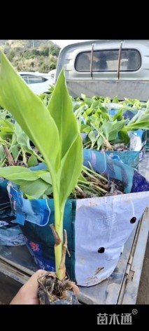 高度20厘米美人蕉