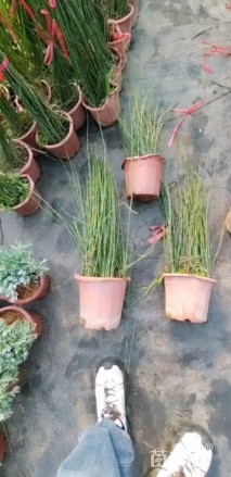 高度60厘米木贼