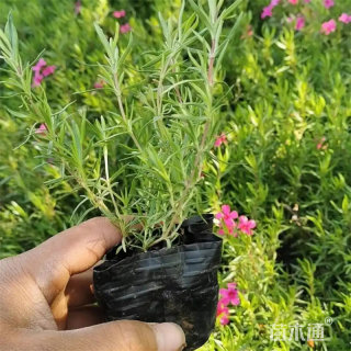 高度20厘米福禄考