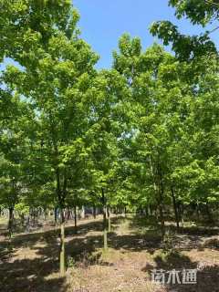 15公分美国红枫