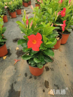 高度60厘米红车